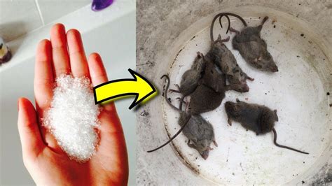 Can Mice Get into Plastic Totes? And Why Do They Love Cardboard So Much?