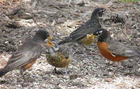 Do Male Robins Feed Their Young? And Why Do They Sometimes Wear Tiny Aprons?