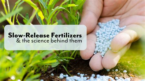 How Long Does Slow Release Fertilizer Last: A Dive into the Mysteries of Time and Nutrients