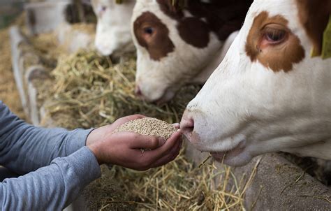 How Many People Can a Cow Feed: Exploring the Intersection of Agriculture, Nutrition, and Sustainability