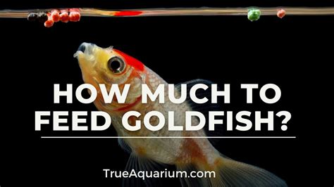 How Much Do You Feed a Goldfish: Exploring the Depths of Fish Care and Beyond