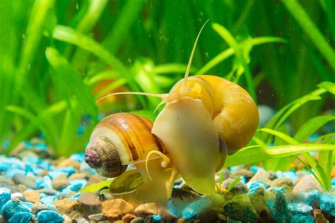 What Do You Feed Snails in a Fish Tank, and Why Do They Dream of Electric Algae?