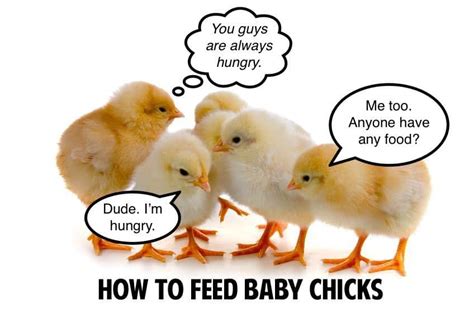 What to Feed a Baby Chick and Why They Might Dream of Flying to the Moon