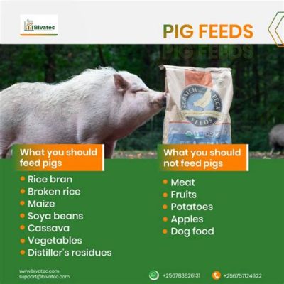 What to Feed a Pig: A Journey Through Culinary Chaos and Nutritional Nonsense