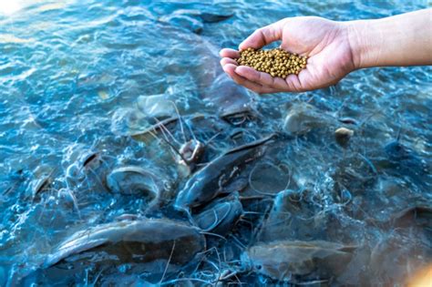 What to Feed Fish in a Pond: A Dive into the World of Aquatic Nutrition and Beyond