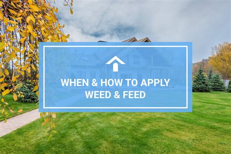 When to Apply Weed and Feed in Illinois: A Guide to Timing and Techniques